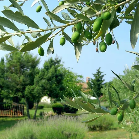 Casa Vinela בוג'ה